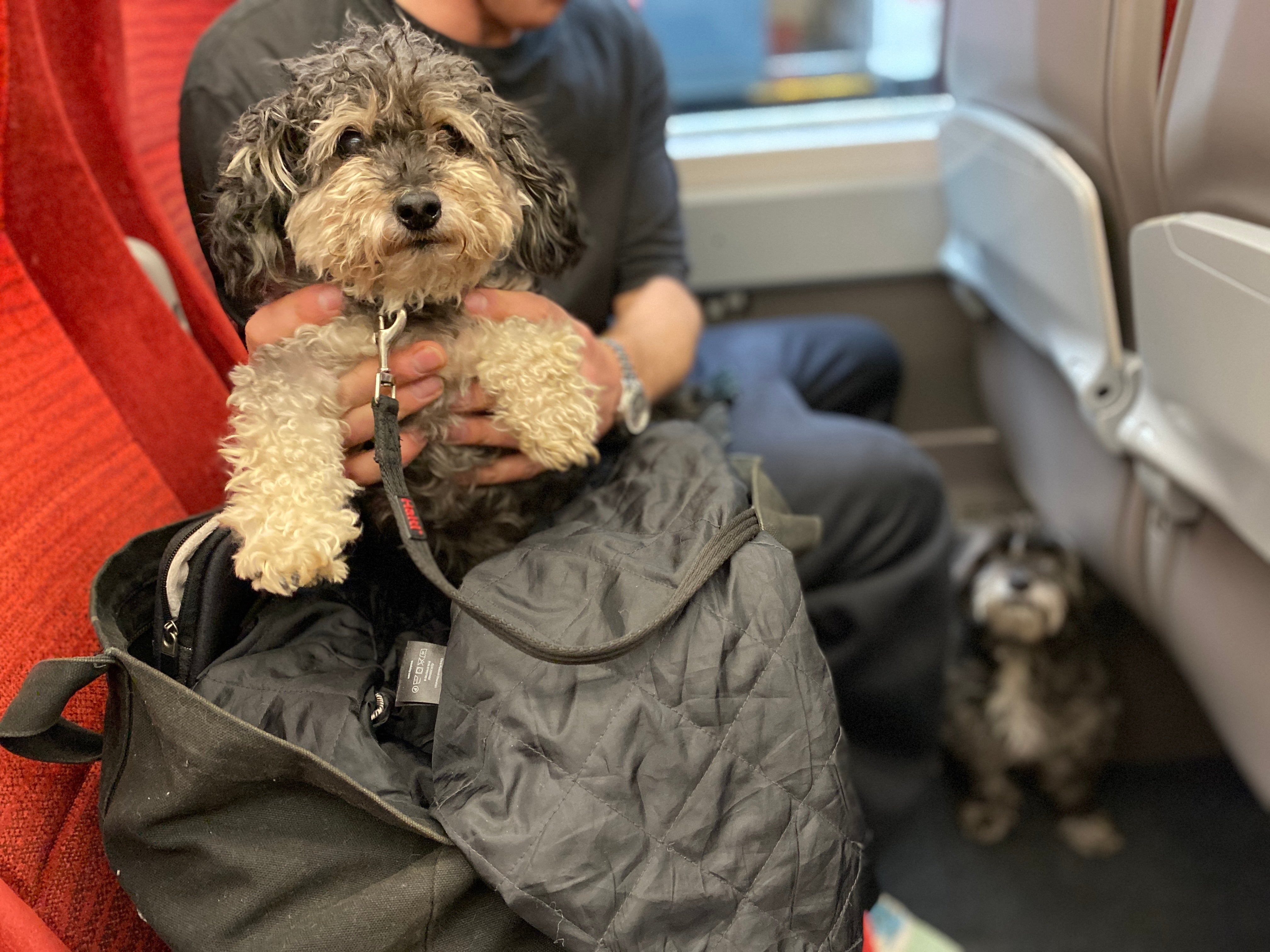 Eurostar doesn’t allow pets on trains unless it’s a guide dog