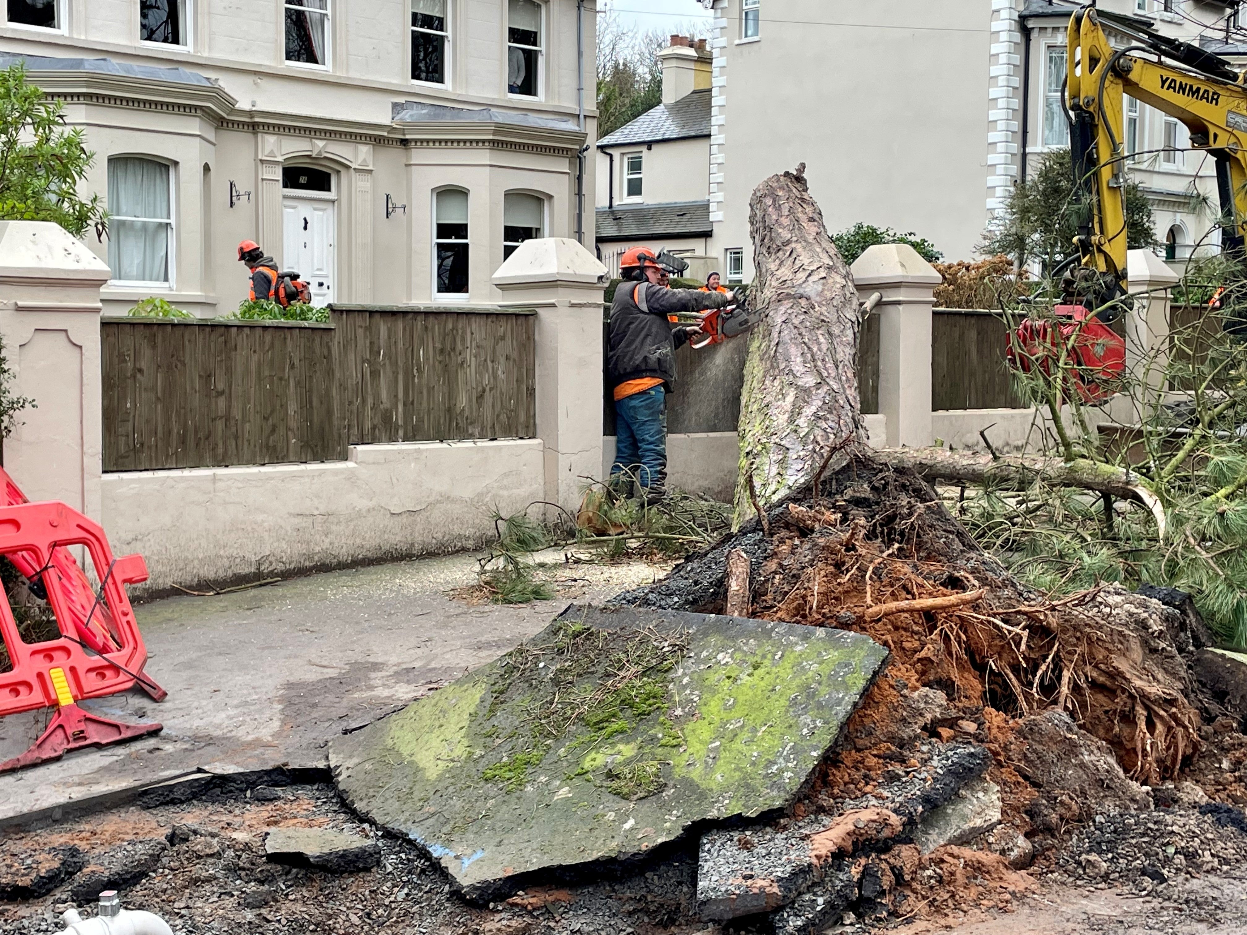 Tree removal work on Cyprus Avenue in east Belfast