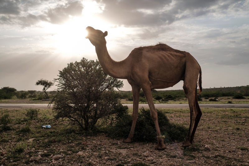 This animal’s milk is healthier alternative to traditional dairy, scientists say