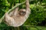 Deadly ‘sloth virus’ detected in UK for first time
