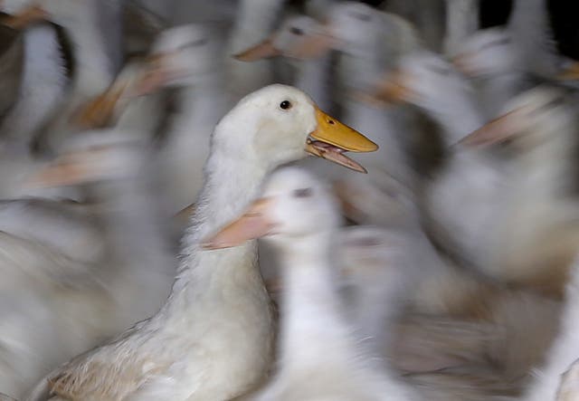 <p>Long Island ducks used as breeding stock at Crescent Duck Farm, move around a barn, in Aquebogue, New York, last October. The continued spread of bird flu has driven a culling of about 100,000 birds at the now-quarantined barns there. But, how the nation will handle the continued surge of the virus remains up in the air </p>