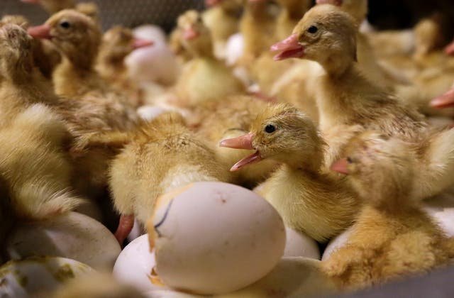 <p>Day-old duck hatchlings crawl around inside an incubator at Crescent Duck Farm, in Aquebogue, New York, last October. The first outbreak of H5N9 bird flu was reported in poultry on a duck farm in California  </p>