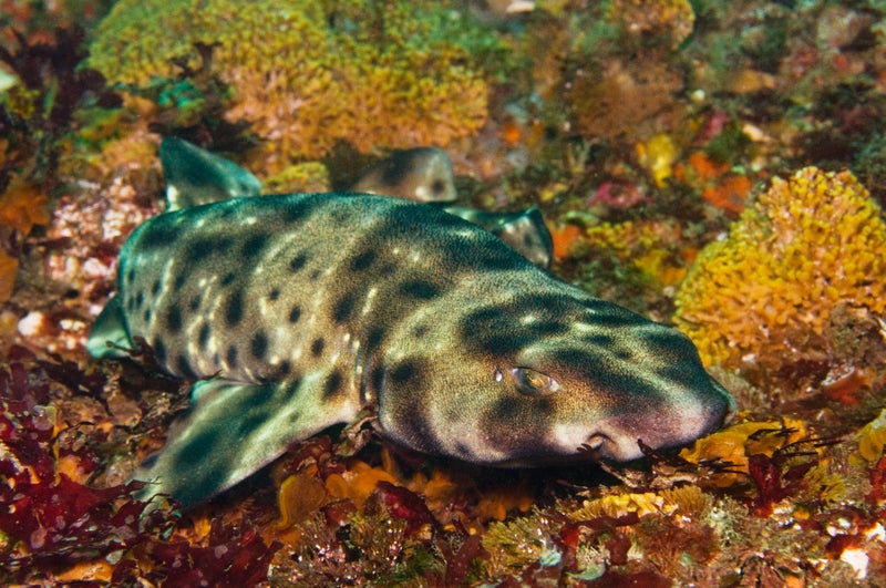 ‘Life finds a way:’ Baby shark born in aquarium tank that only houses females 