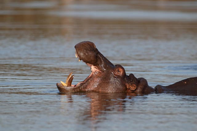 Hippos are to get greater protection under UK Ivory Act (Alamy/PA)
