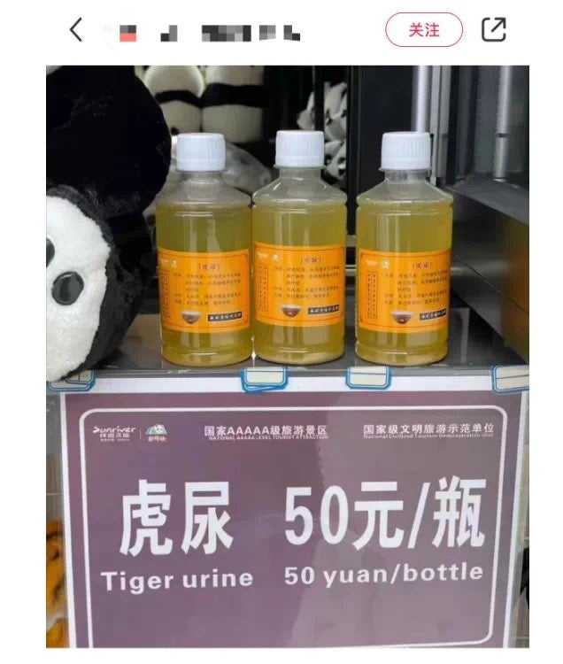 Zoo recommends tiger urine be mixed with white wine and applied to affected areas along with slices of ginger