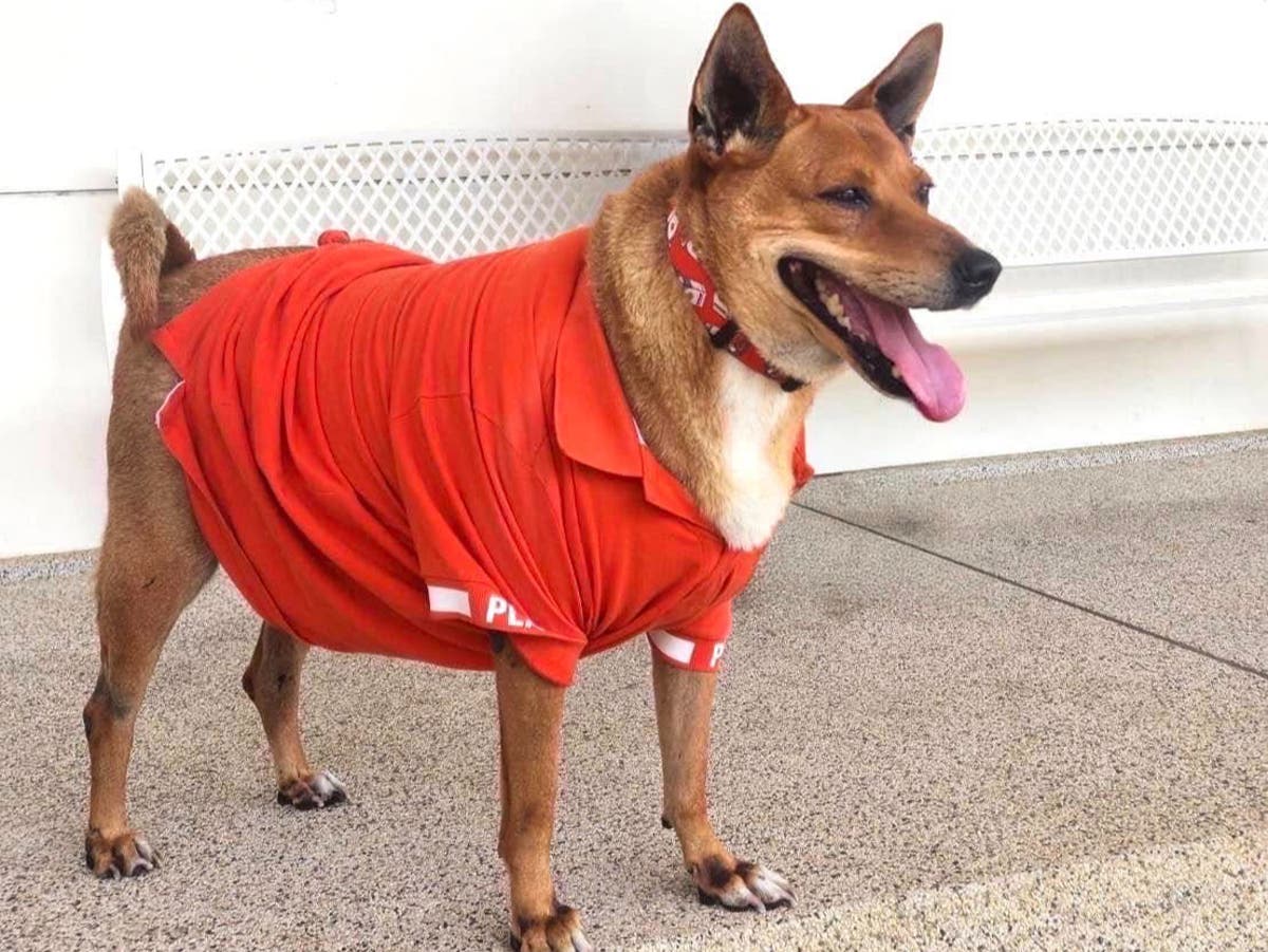 Thai Princess Adopts Dog Mourning Deceased Owner