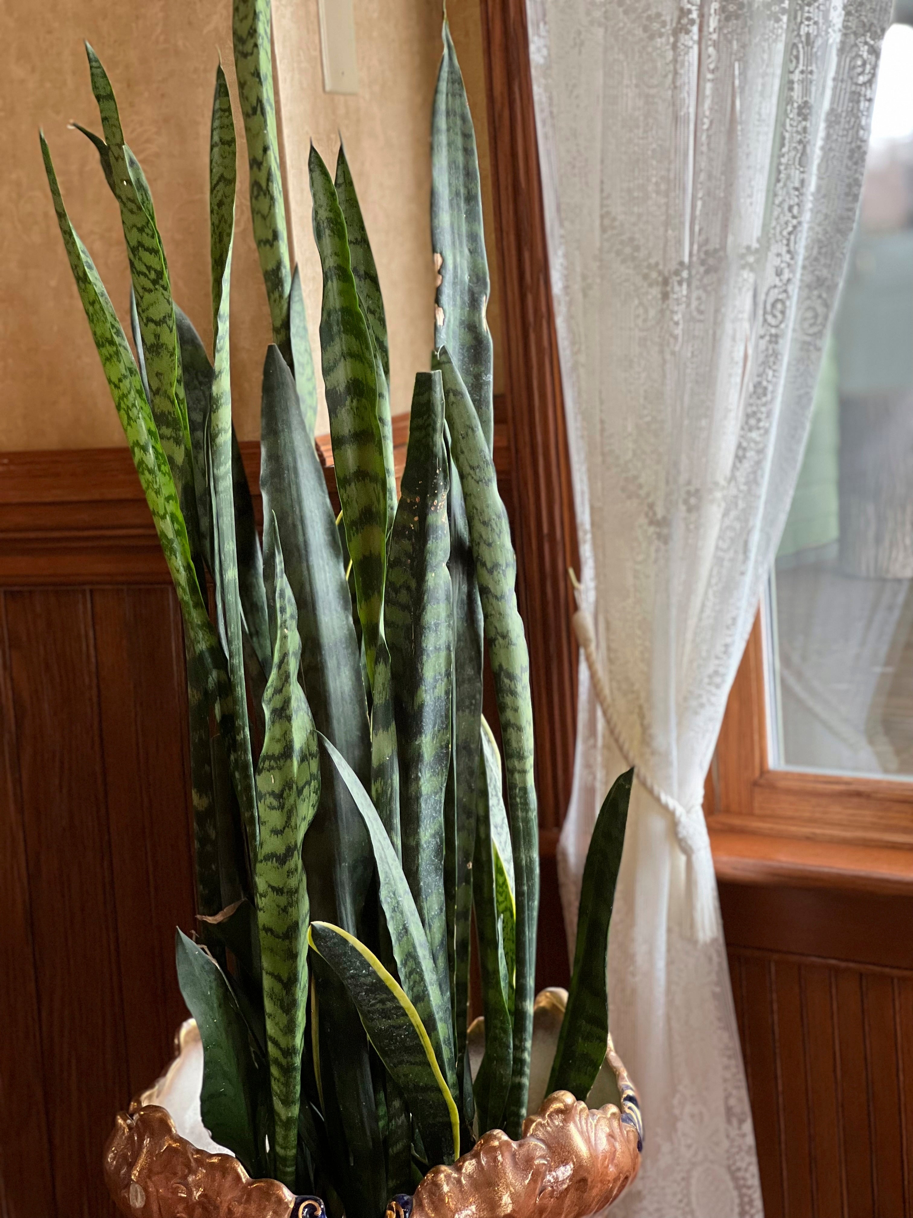 Gardening-Office Plants