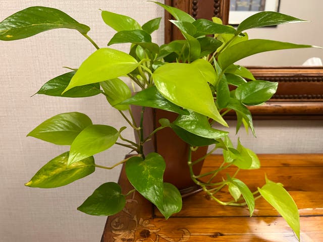 Gardening-Office Plants