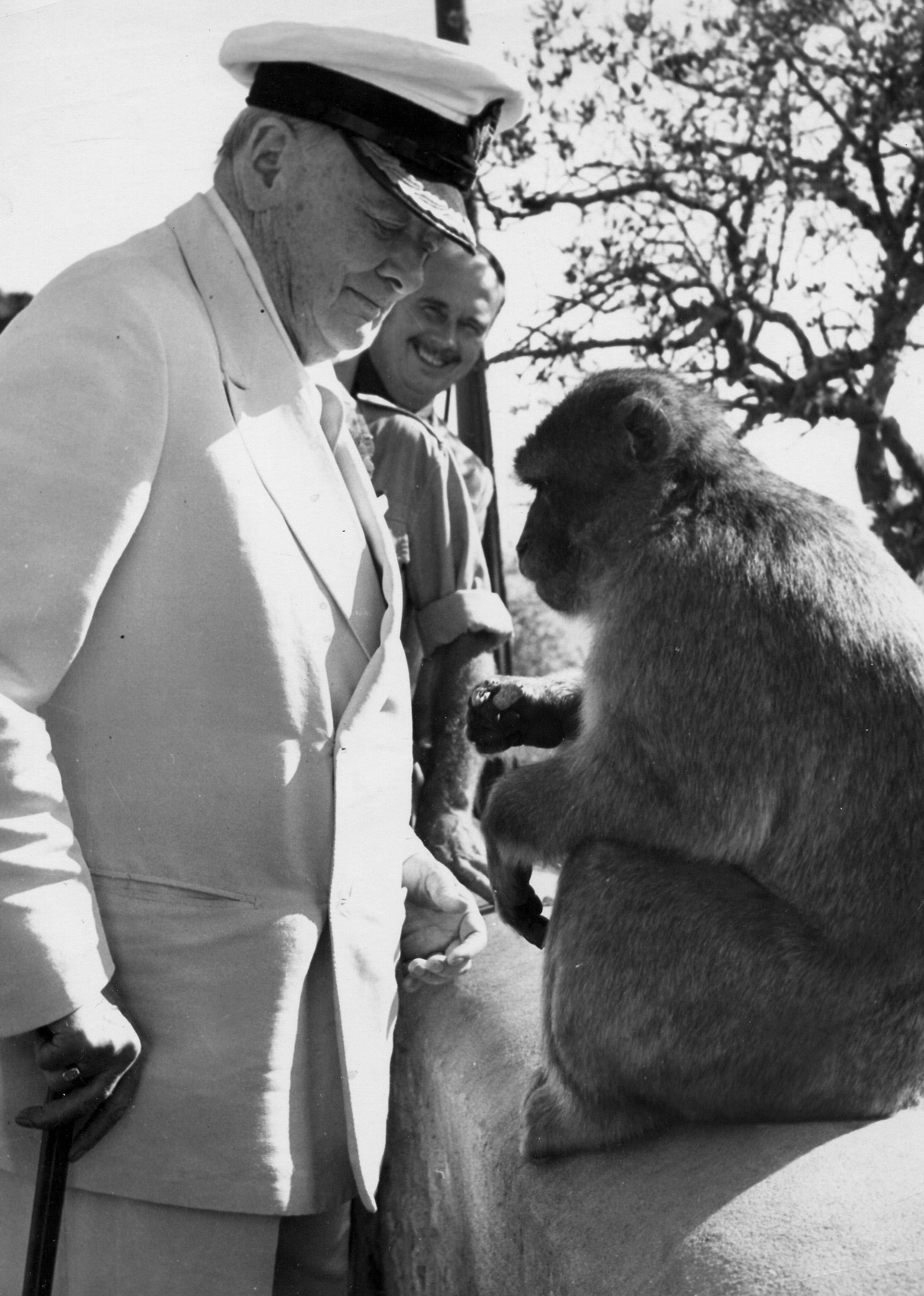 Winston Churchill with a barbary ape during a visit to Gibraltar