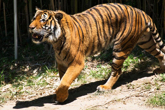 Malaysia Tiger Trafficking