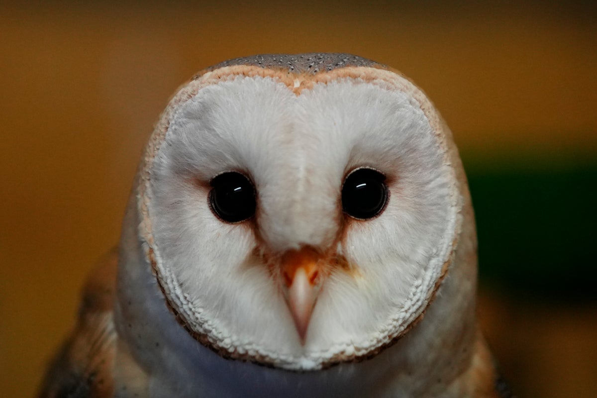 An unlikely symbol of cooperation, the barn owl brings Arab and Israeli scientists together