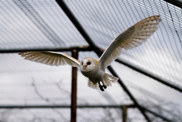 <p>A barn owl flies in an enclosure at the Attica Zoological Park, near Athens</p>