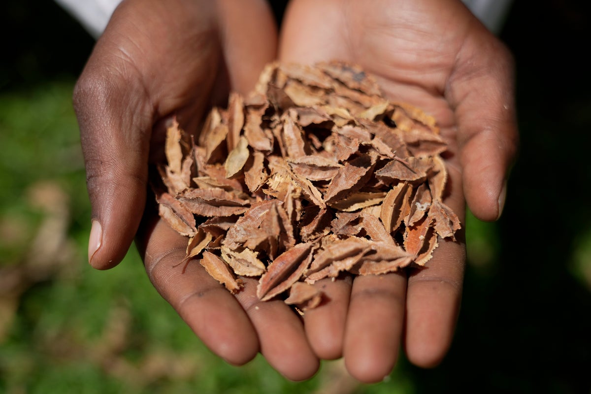 Who can share seeds? As climate change and counterfeits hurt Kenyan farmers, it's a growing question