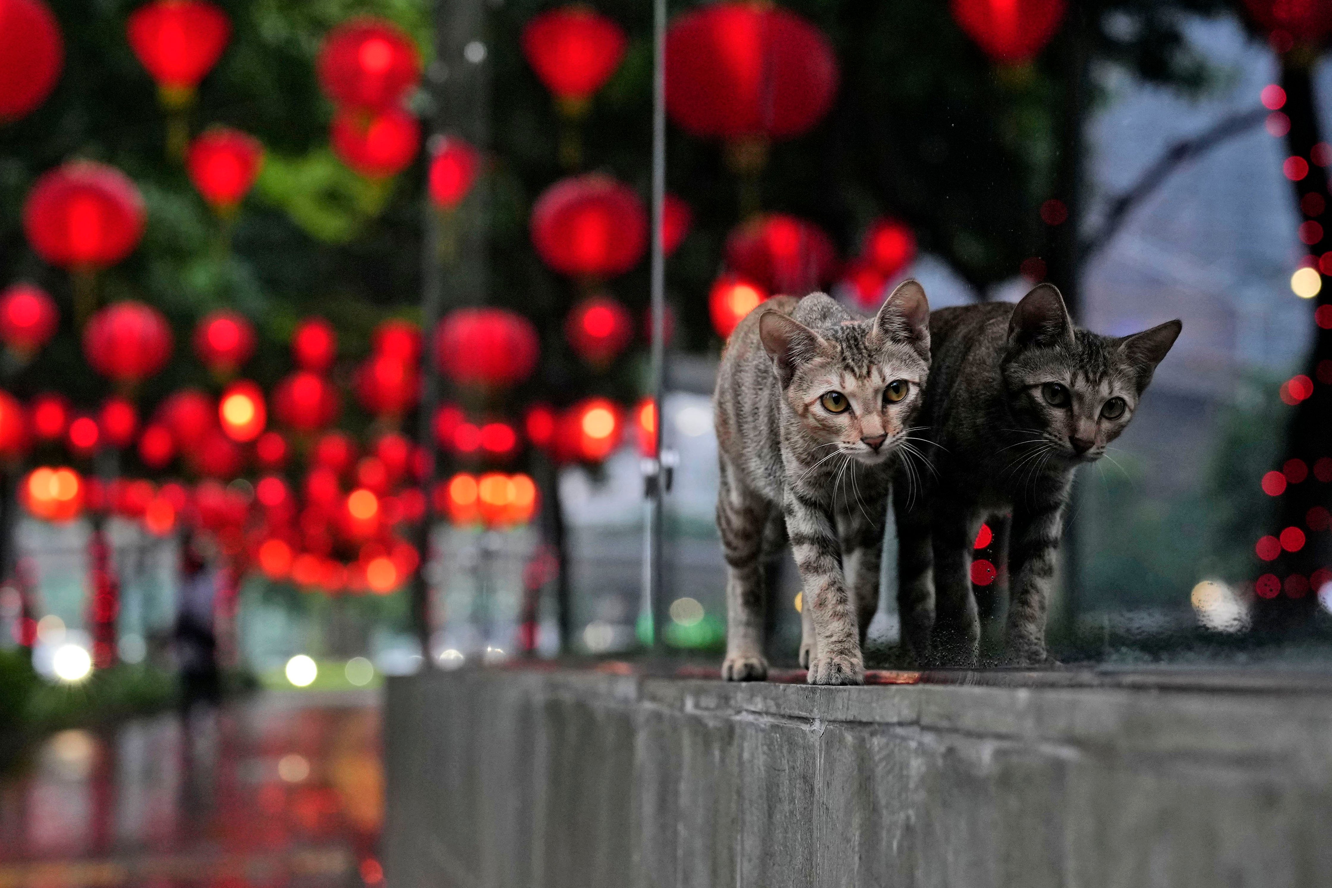 Lunar New Year Photo Gallery