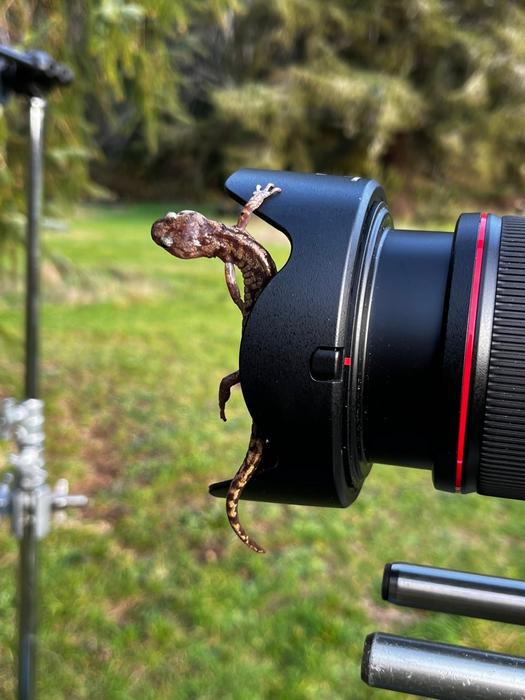 Uma salamandra errante, também conhecida como Anoids Vagrants, gruda em uma lente de câmera durante um exame científico de seu comportamento de salto, pára -quedas e deslizamentos. Outras salamandras exibem mecanismos semelhantes que permitem que Saelameders de Wandering floresçam em sequóias costeiras