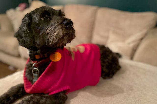 Six-year-old cockapoo Lola, who was found by The Mumbles RNLI volunteer lifeboat crew (Kinally family/Royal National Lifeboat Institution)