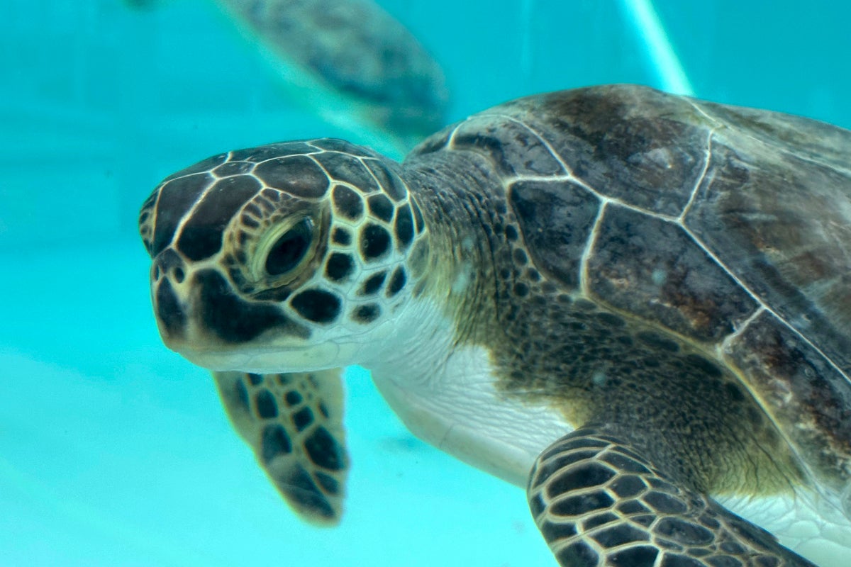 Sea turtles return to the Atlantic Ocean off Florida after being stunned by the cold