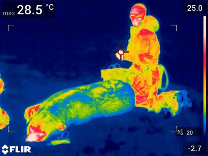 O pêlo isolante de um urso polar foi mostrado sob imagens de calor infravermelho nas ilhas Swalbard, na Noruega. Nova pesquisa sobre peles de espécies, ligue a nossa compreensão da existência de espécies em clima severo