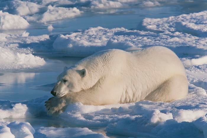 O gelo do mar de Hudson Bay em Manitoba, Canadá, é vítima de um urso polar. Novas pesquisas descobriram que o pêlo de ursos é o segredo de por que o gelo não se conectou com seu pêlo