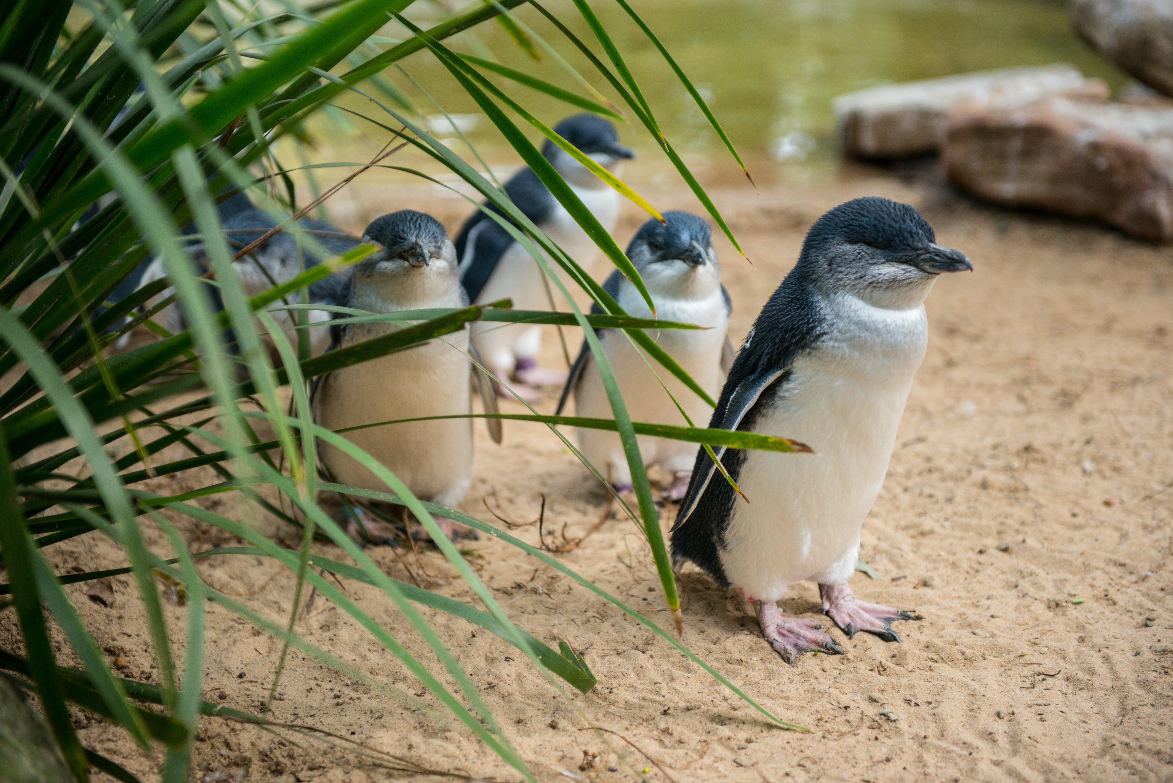 The little ‘fairy’ penguins on Godfrey’s Beach are one of many wildlife delights Tasmania has to offer