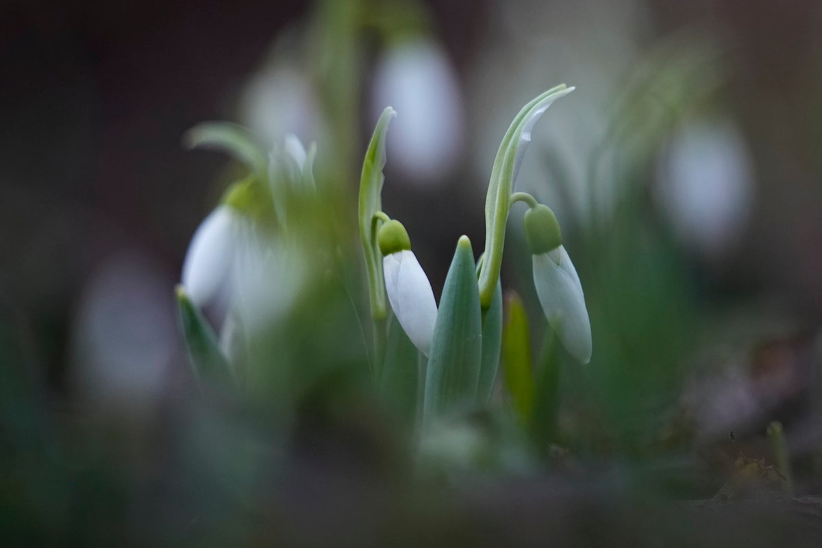 Russia comes in from the cold, with flowers blooming around Moscow in January