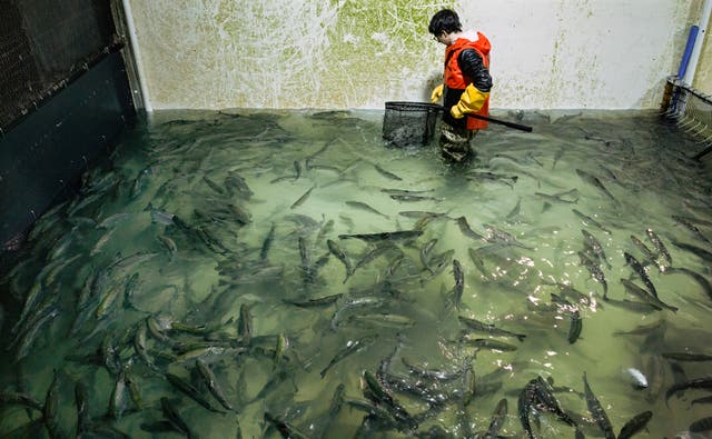Donating Tons of Salmon