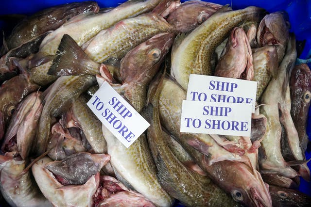 <p>Cod fish wait to be bought in the early morning auction at Grimsby Fish Market on January 29, 2025 in Grimsby, England</p>