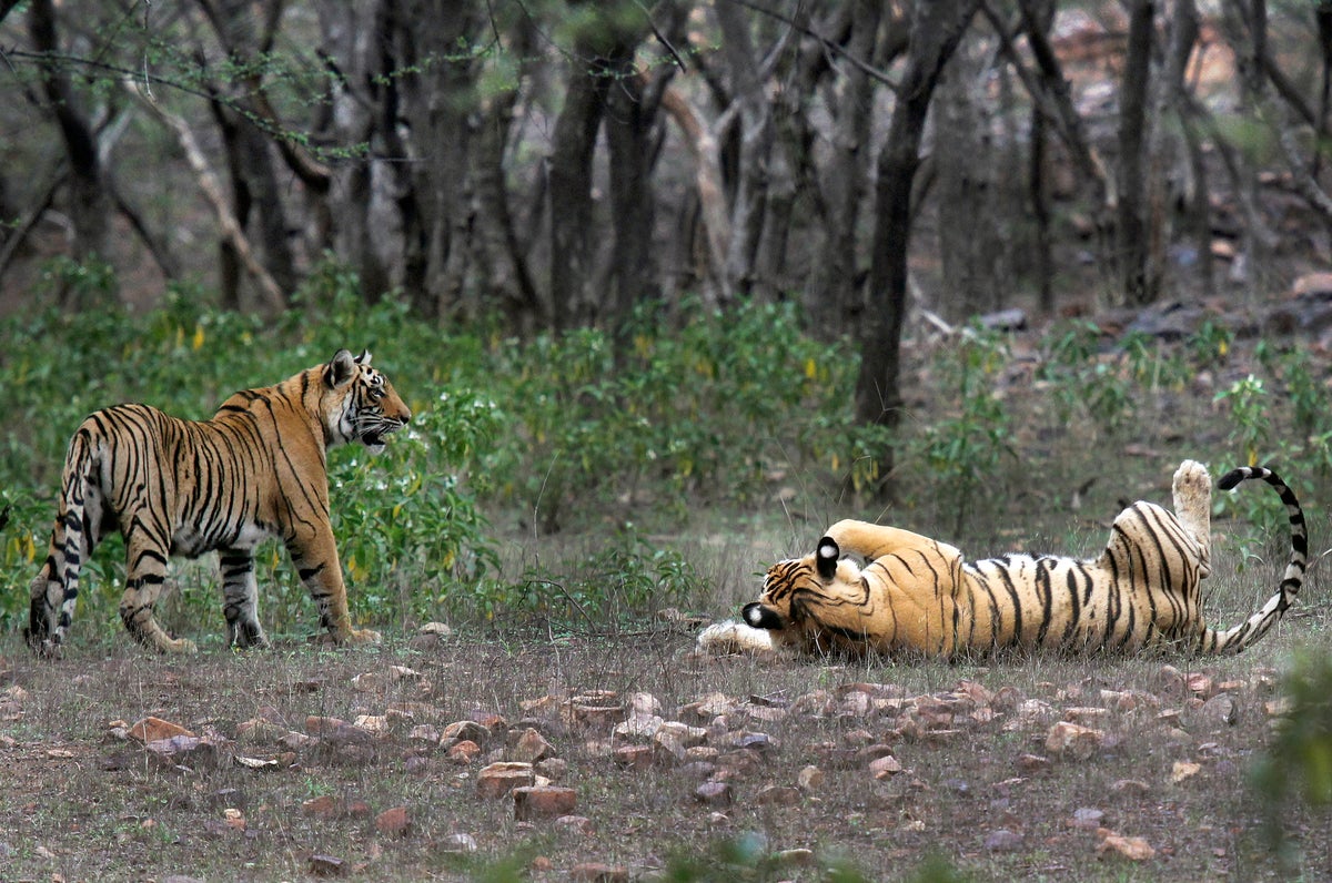 Study finds India doubled its tiger population in a decade and credits conservation efforts