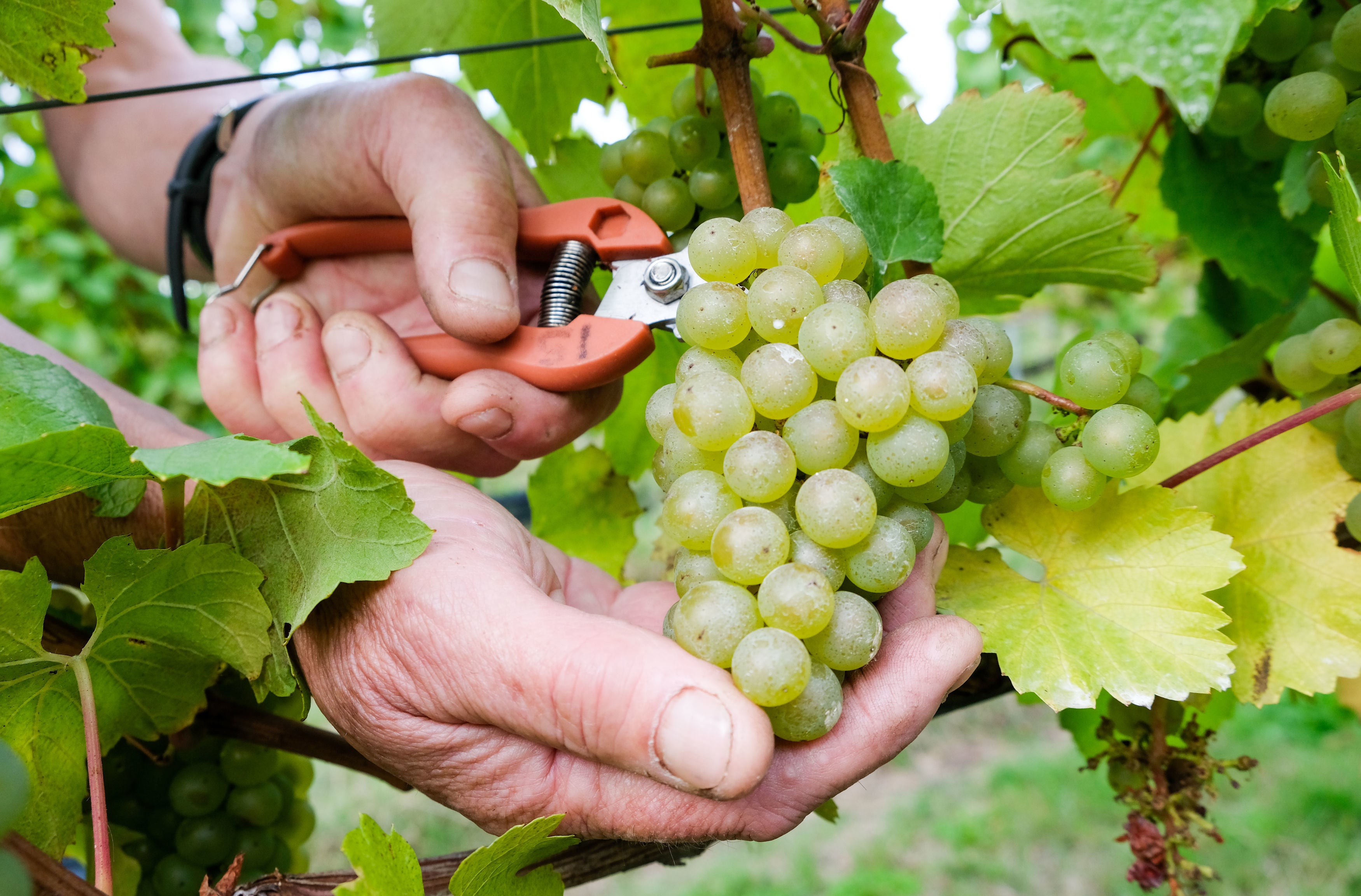 A grape supplier said the trial 'reflects the strengths of our breeding programmes'. (Andrew Matthews/ PA)