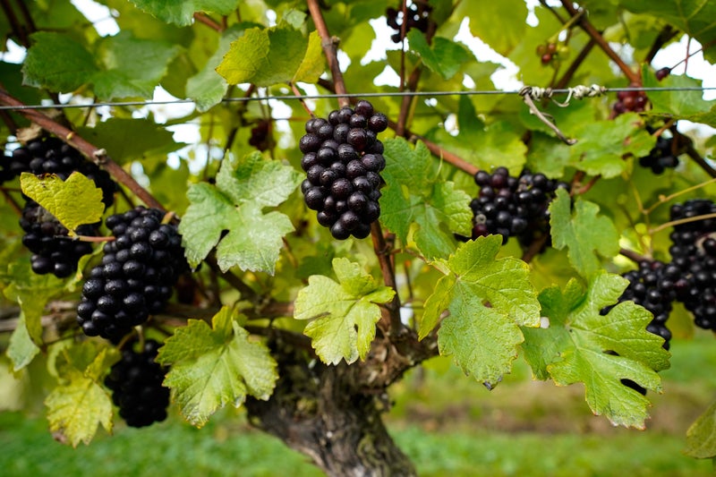 Supermarket trials selling grapes with flavour and texture labels