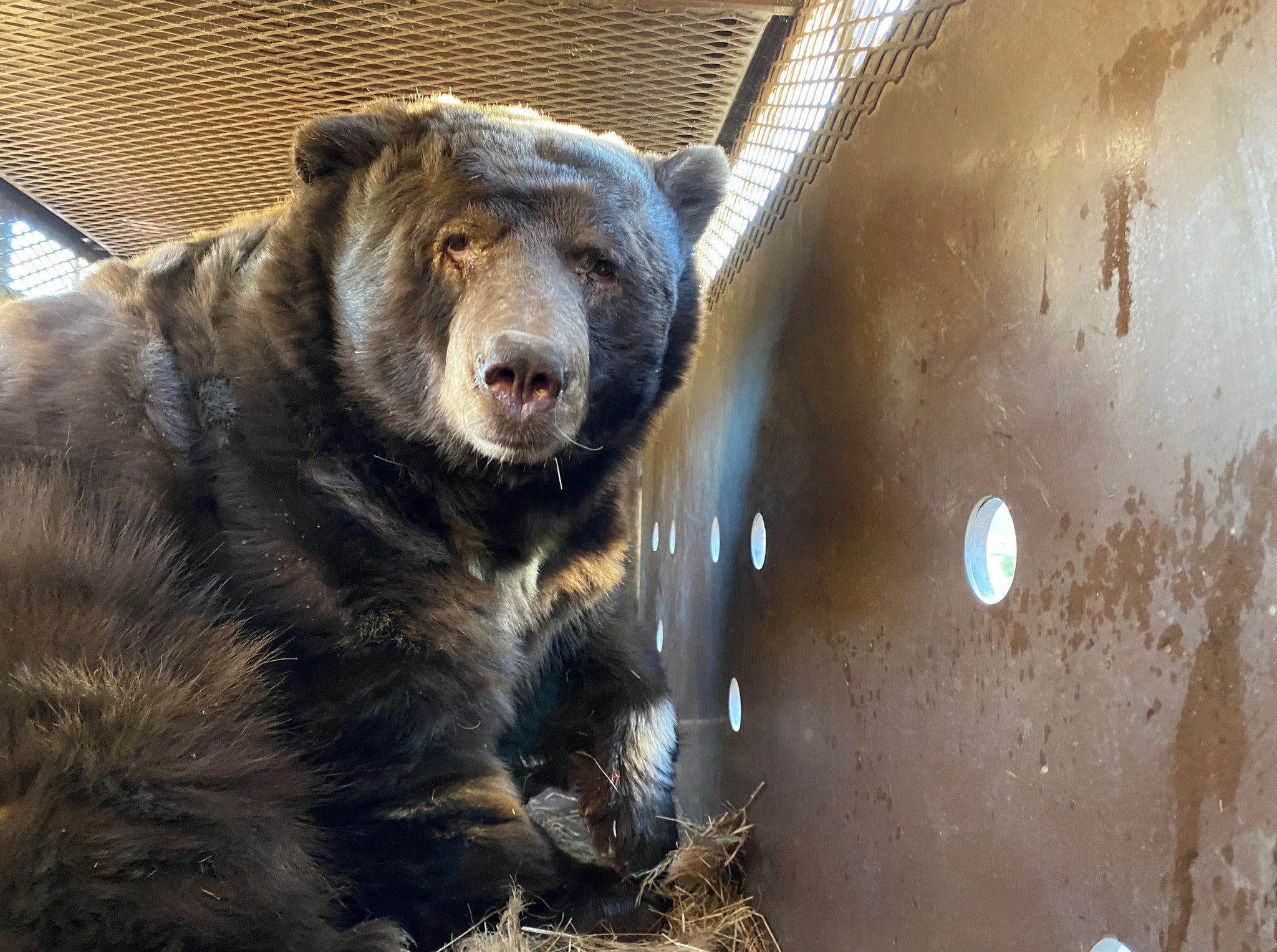 The adult male bear looks at a camera in this California Department of Fish and Wildlife photo. The bear was safely released in the Angeles National Forest