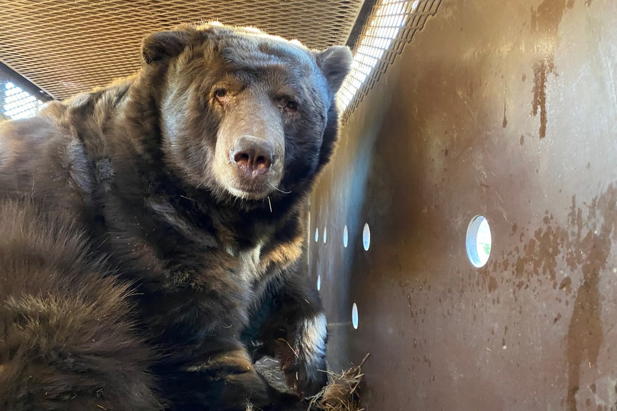 Bear weighing over 500lbs found hiding under home evacuated in Californias Eaton fire Bear weighing over 500lbs found hiding under home evacuated in Californias Eaton fire