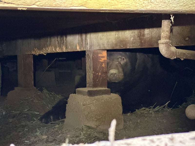 Bear weighing over 500lbs found hiding under home evacuated in California's Eaton fire