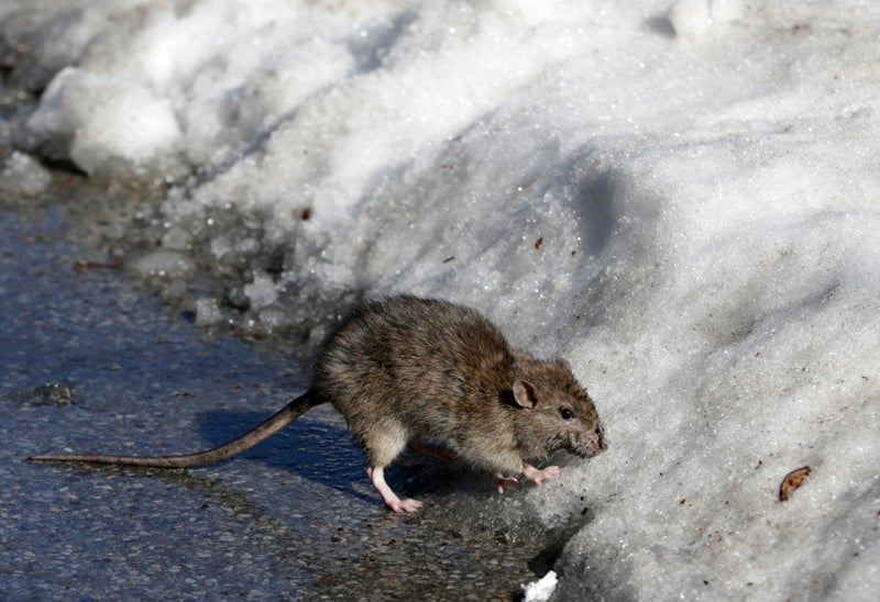 Rats! More rodents are infesting cities as scientists say warmer temperatures mean more rat babies