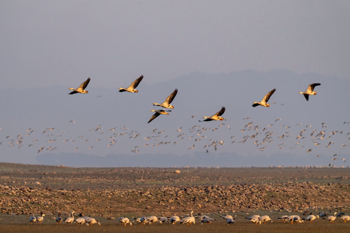 AP PHOTOS: Tens of thousands of migratory birds have made this Indian lake their winter home