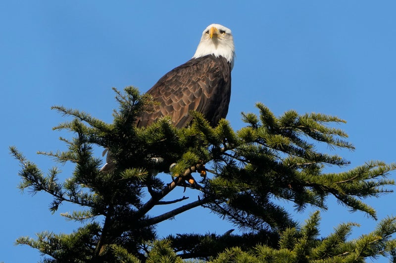 American bald eagles are having a moment, ecologically and culturally