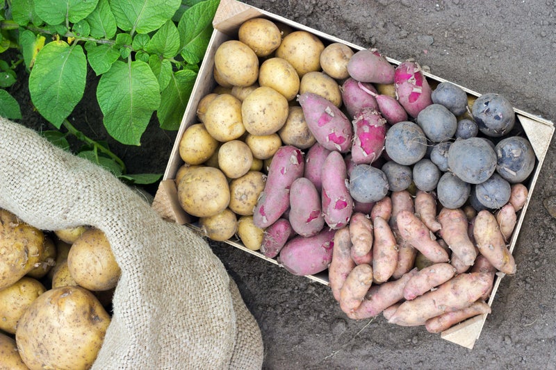 A beginner’s guide to growing potatoes