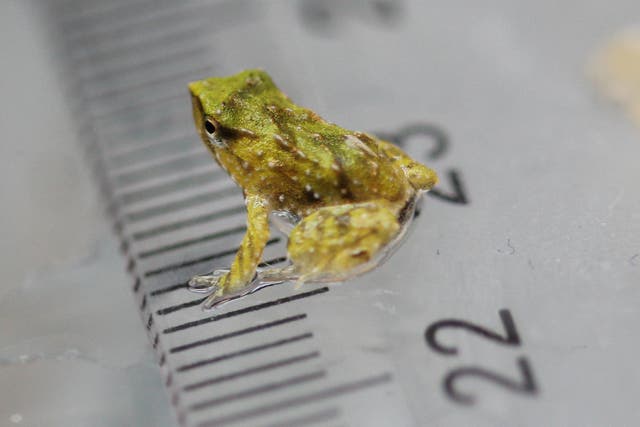 <p>The tiny endangered Darwin’s frogs have been born at London Zoo after a dramatic 7000-mile rescue</p>