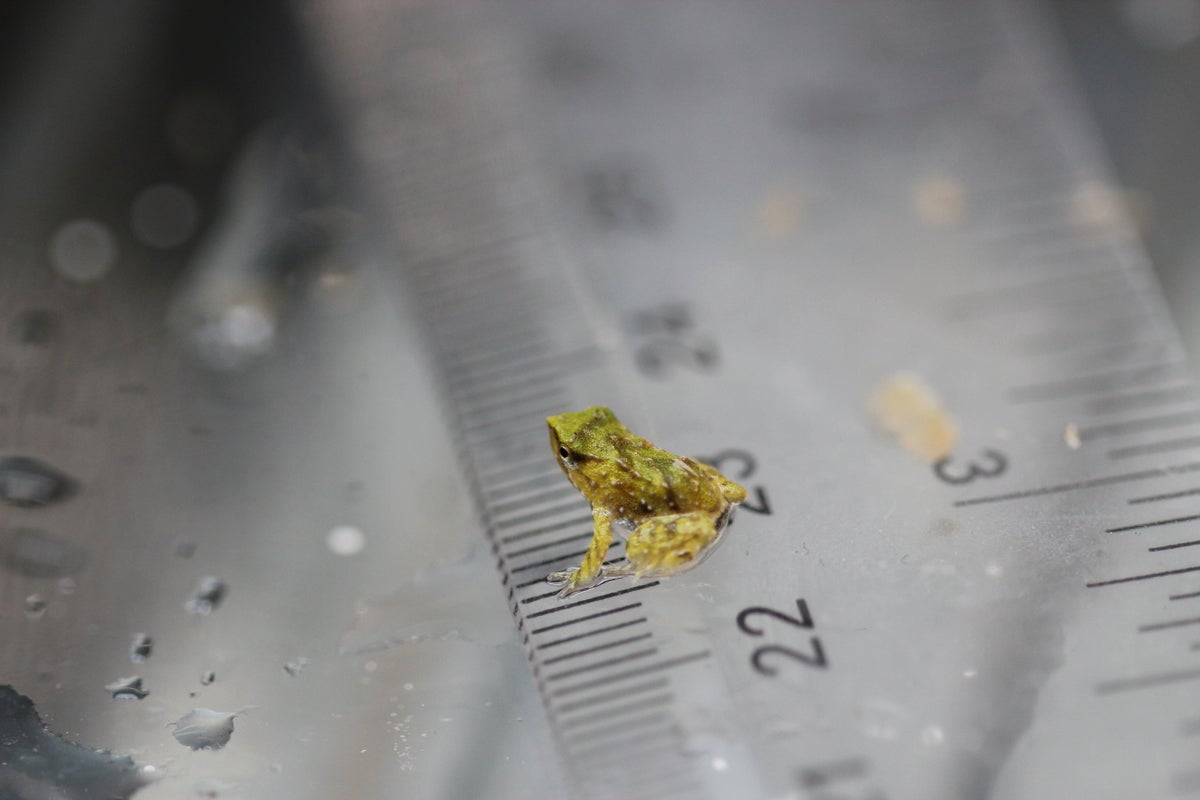 Tiny endangered Chilean froglets are born in London after a mission to save them from extinction