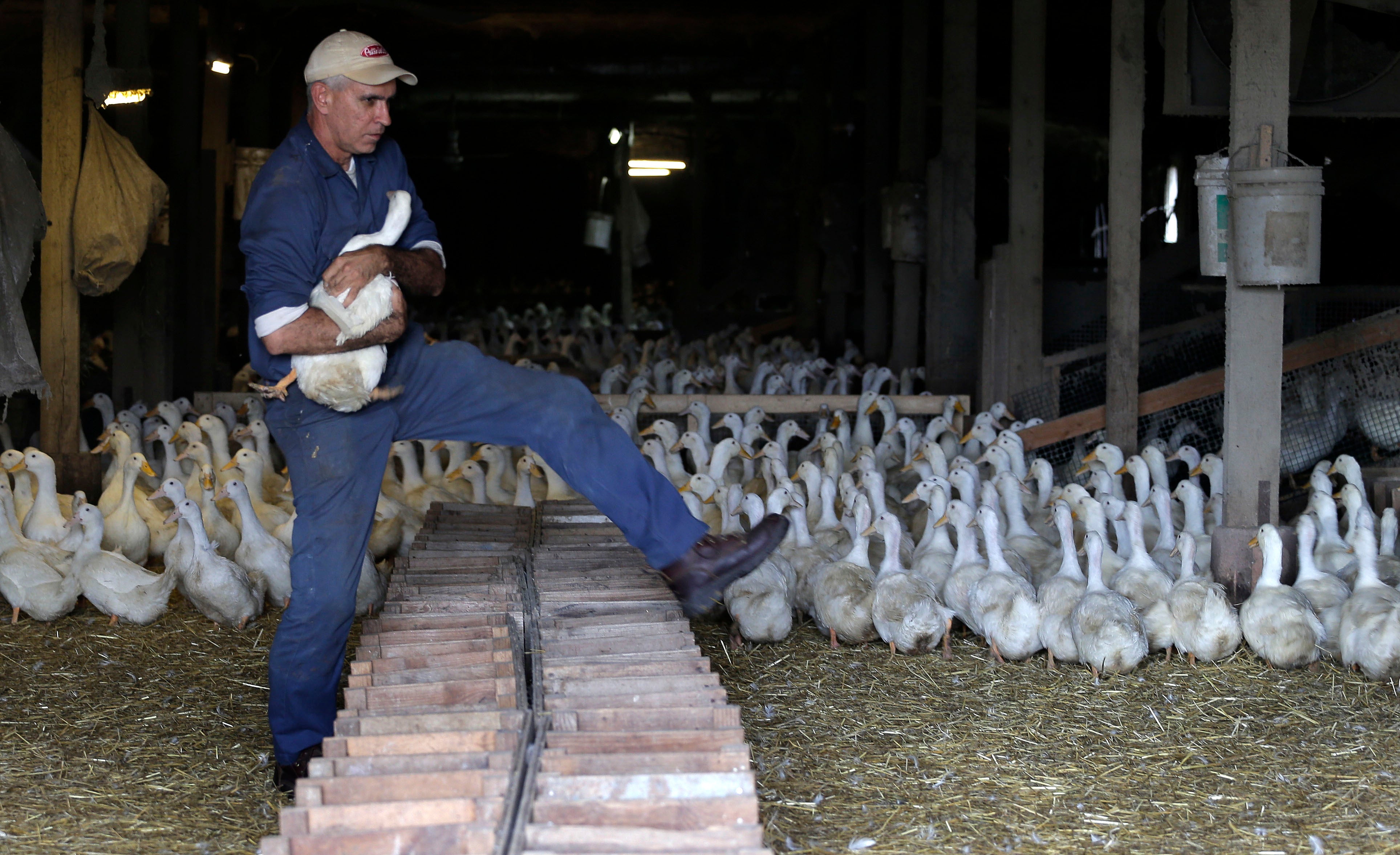 Doug Corwin, owner of Crescent Duck Farm, carries a female duck used for breeding in 2014 in Aquebogue, New York. Millions of birds have been killed in response to the spread of H5N1 bird flu. While the virus hasn’t spread between humans, scientists worry about it spreading while airborne