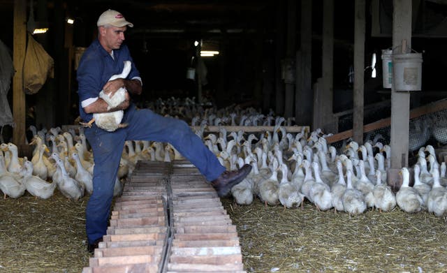 <p>Doug Corwin, propietario de Crescent Duck Farm, transporta un pato hembra utilizado para la cría en 2014 en Aquebogue, Nueva York. Millones de aves han sido sacrificadas en respuesta a la propagación de la gripe aviar H5N1. Si bien el virus no se ha propagado entre humanos, los científicos temen que se propague por el aire</p>