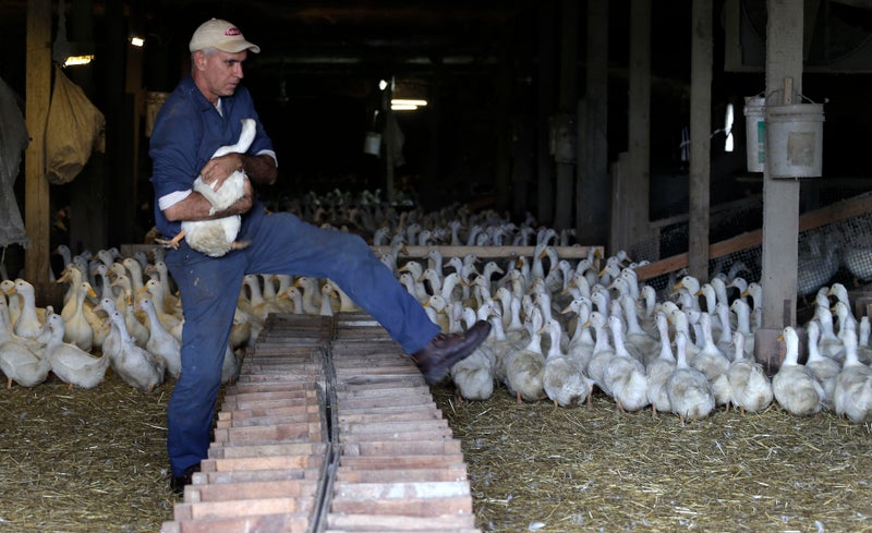 Experts are anxious that bird flu could become airborne — and jump-start another pandemic