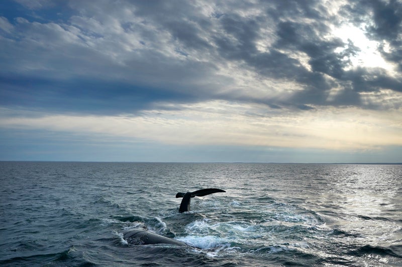 Court steps in to protect whales from fishing gear - dashing hopes of fishermen seeking fewer regulations