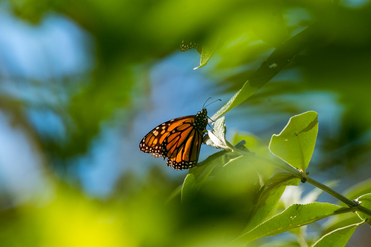 Dramatic drop in monarch butterfly count nears record 30-year low