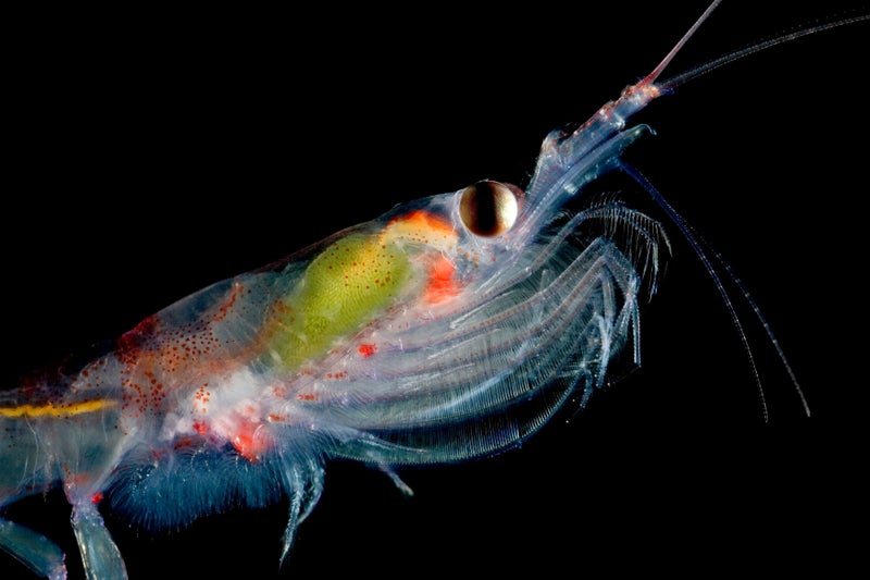 UK scientists plan to monitor krill from space as species threatened by warming