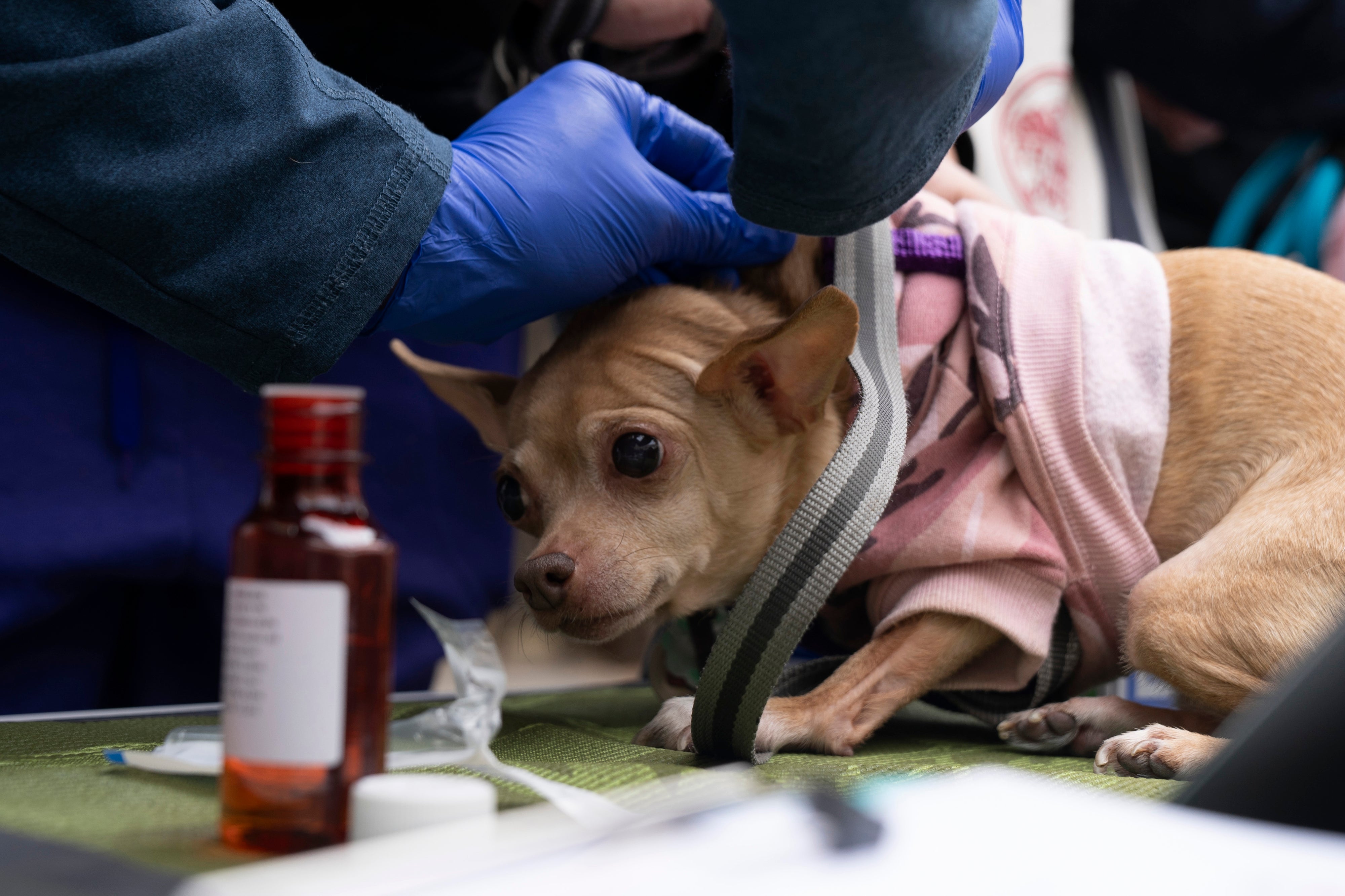 Jasmine, 11, receives an anti-flea vaccination at a free dog vaccine clinic to combat a canine Parvovirus outbreak in San Francisco