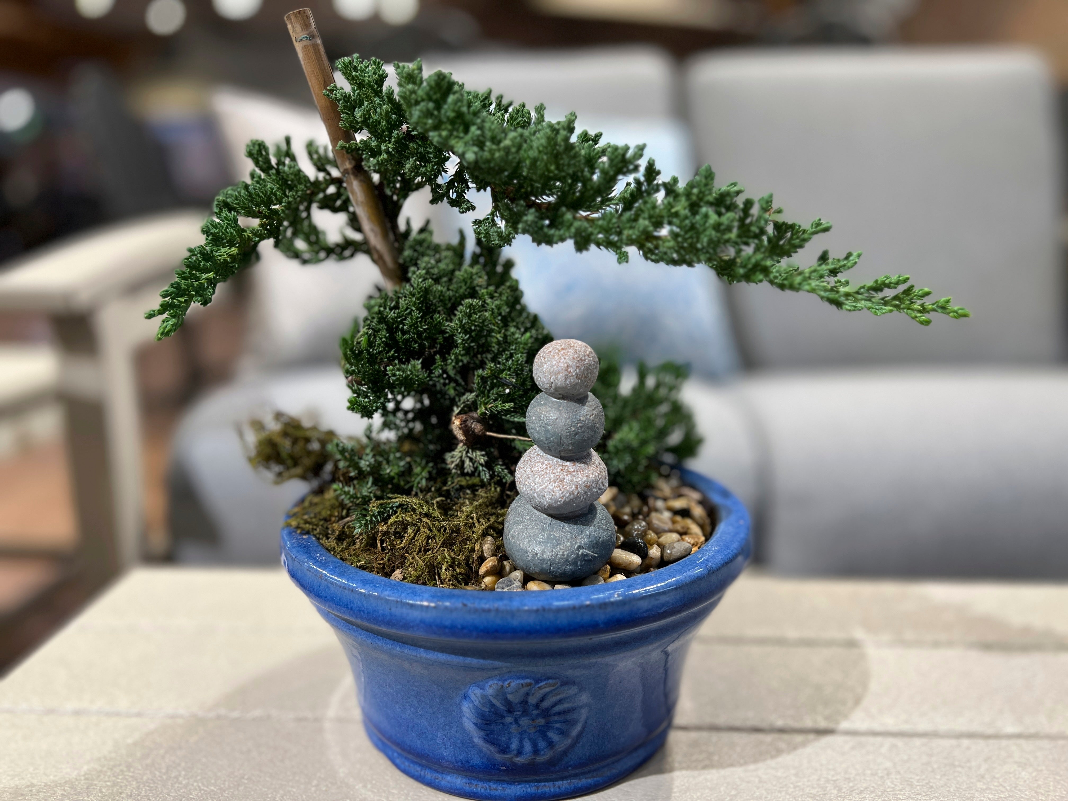 Gardening Bonsai