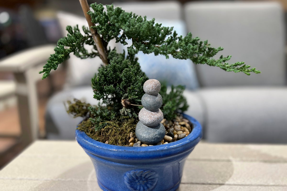 Be patient and don't be intimidated by growing a bonsai