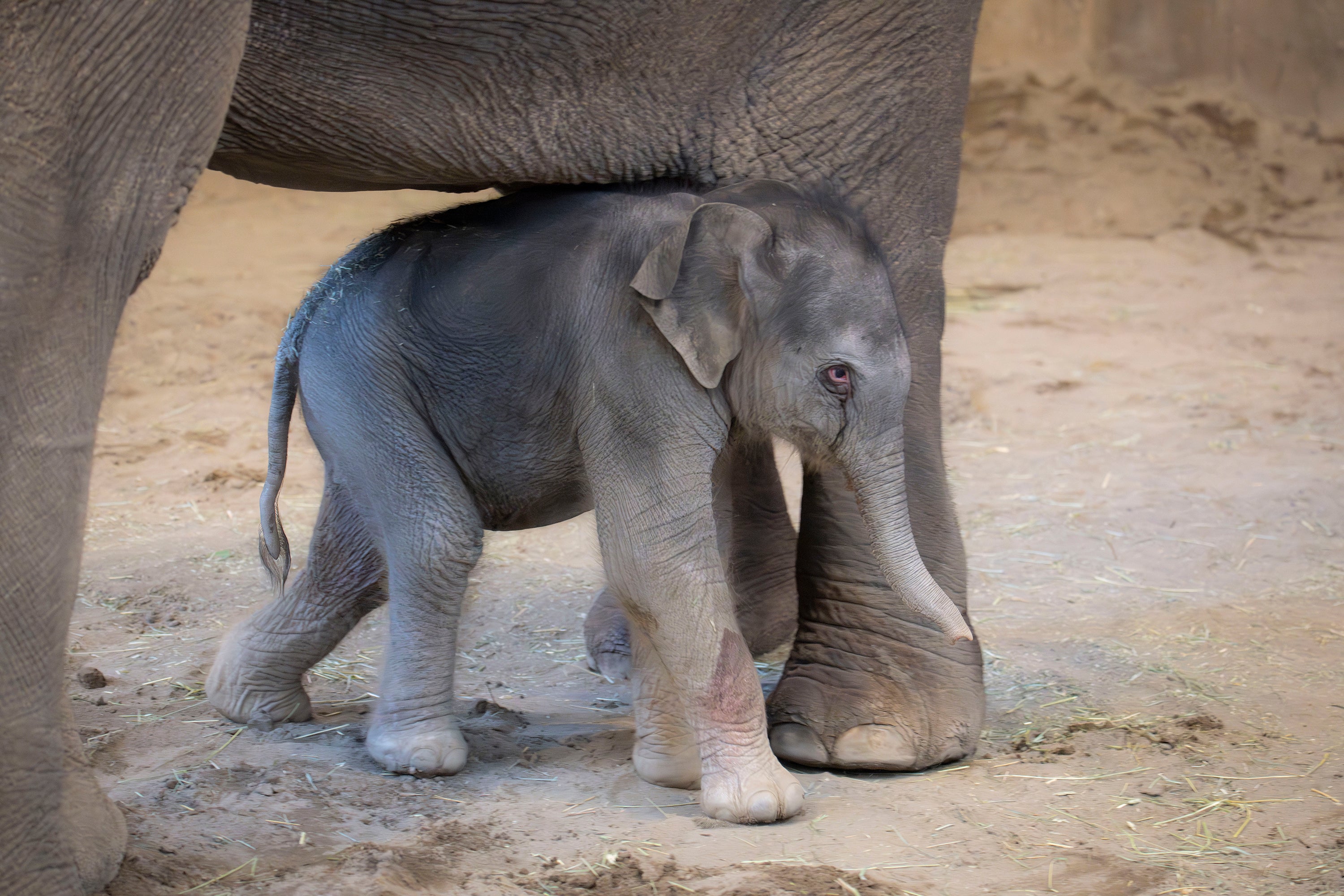 Baby Elephant-Oregon-Zoo