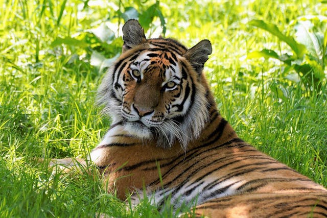 Yuki has been described as ‘incredibly intelligent’ and had a great relationship with her previous keepers (PA/ Knowsley Safari)